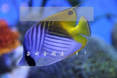 劳动合同法 87 劳动合同法 87